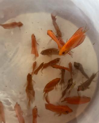 Discus pesci acquario