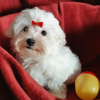 Maltese puro