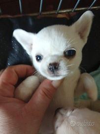 Cuccioli di chihuahua pedigree ENCI eccellente