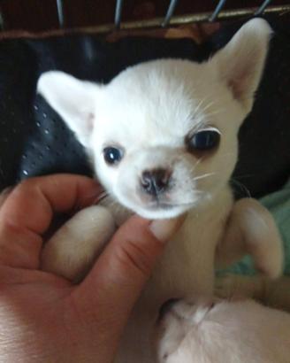 Cuccioli di chihuahua pedigree ENCI eccellente