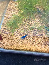 Caridine blu dream