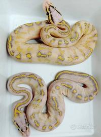 Pitone reale e moluro