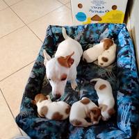 Vendita cuccioli Jack Russell