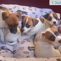 Jack Russell cuccioli