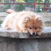 Volpino Italiano maschio 6 mesi