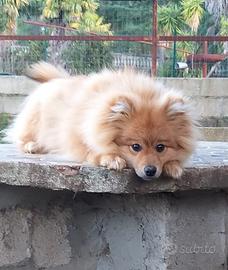 Volpino Italiano maschio 6 mesi