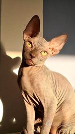 Gatto sphynx