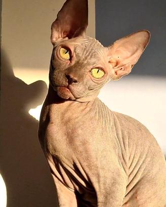 Gatto sphynx