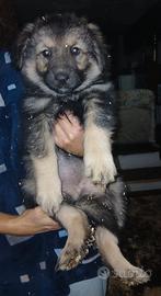 Cuccioli a disposizione