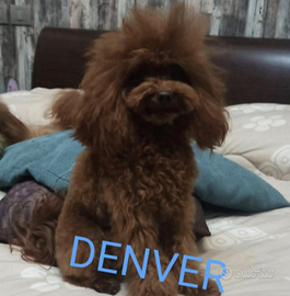 Barboncino mini accoppiamento