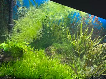 Acquario Dubai 120 lt con filtro esterno