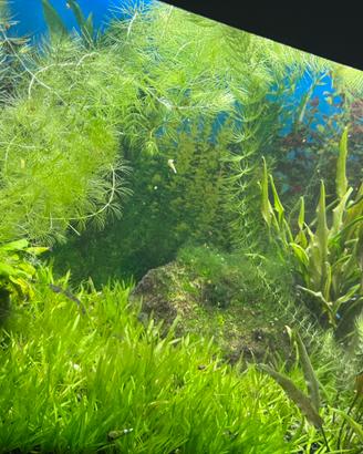 Acquario Dubai 120 lt con filtro esterno