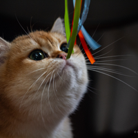 British Shorthair Golden spettacolo