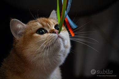 British Shorthair Golden spettacolo