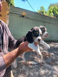 Cuccioli di beagle