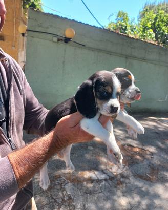 Cuccioli di beagle