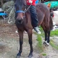 Pony Psi