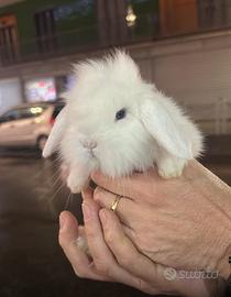 Conigli ariete nano total white