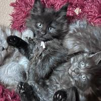 Cucciole Maine coon