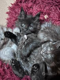 Cucciole Maine coon