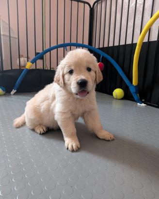 Cuccioli di Golden Retriever