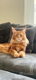 Disponibile per monta - Maine Coon maschio, 3 anni
