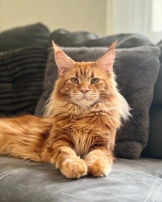 Disponibile per monta - Maine Coon maschio, 3 anni