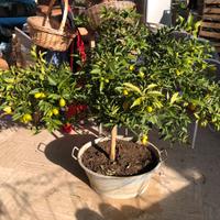 Pianta Limone limequat
