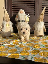 Maltipoo