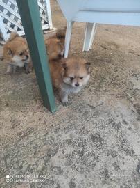 Cuccioli 3 di. Spitz Pomerania