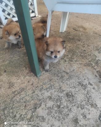 Cuccioli 3 di. Spitz Pomerania