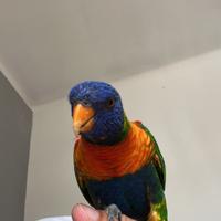Papagallo Lory Arcobaleno