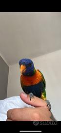 Papagallo Lory Arcobaleno