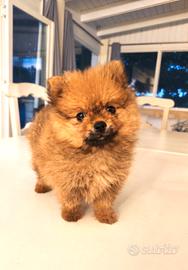 Spitz di Pomerania