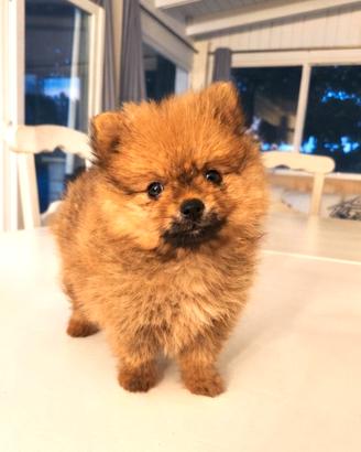 Spitz di Pomerania