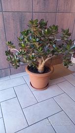 albero di giada o crassula ovata