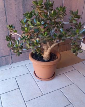 albero di giada o crassula ovata