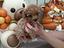Immagine 5