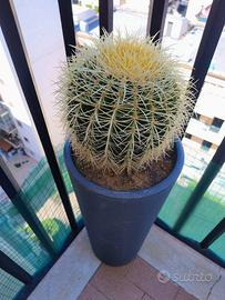 Cuscino della suocera