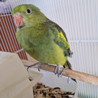 Pappagallo parrocchetto coda nera