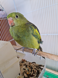 Pappagallo parrocchetto coda nera