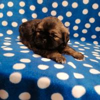 Tibetan Spaniel cuccioli