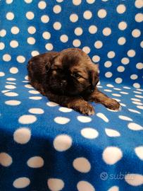 Tibetan Spaniel cuccioli