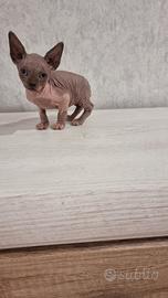 Sphynx