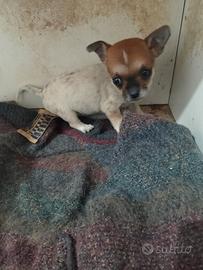 Cucciola di chihuahua Toy