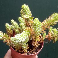 sedum , pianta grassa
