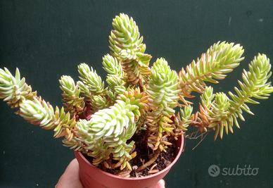 sedum , pianta grassa