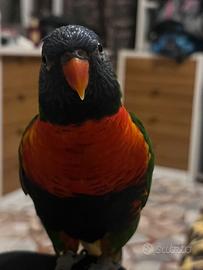 Pappagalli