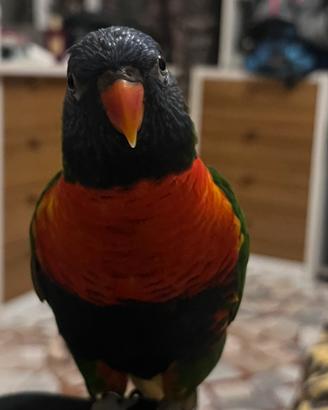 Pappagalli