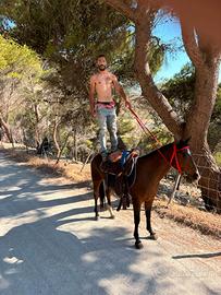 Cavalla Quarter horse
